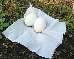 �܂΂䂢������^�}�S�l�B